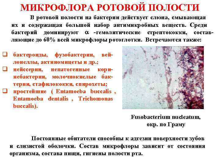  МИКРОФЛОРА РОТОВОЙ ПОЛОСТИ    В ротовой полости на бактерии действует слюна,