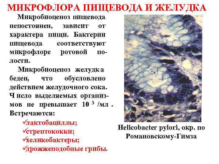 МИКРОФЛОРА ПИЩЕВОДА И ЖЕЛУДКА Микробиоценоз пищевода непостоянен,  зависит от характера пищи.  Бактерии