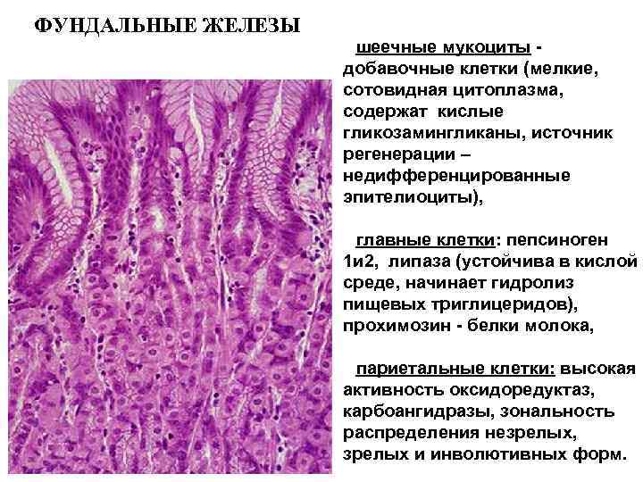 ФУНДАЛЬНЫЕ ЖЕЛЕЗЫ     шеечные мукоциты -    добавочные клетки