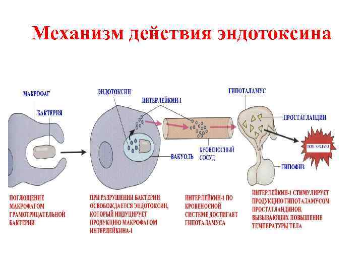 Экзо и эндотоксины презентация