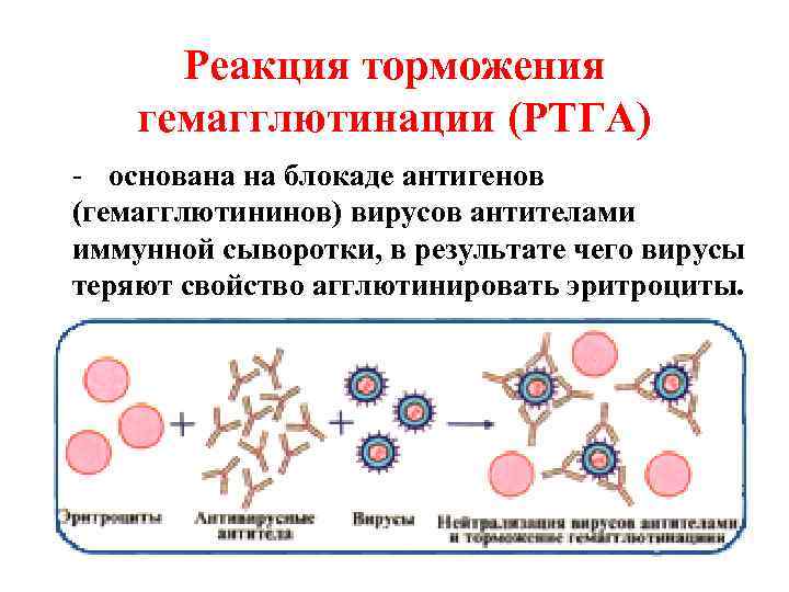  Реакция торможения гемагглютинации (РТГА) - основана на блокаде антигенов (гемагглютининов) вирусов антителами иммунной