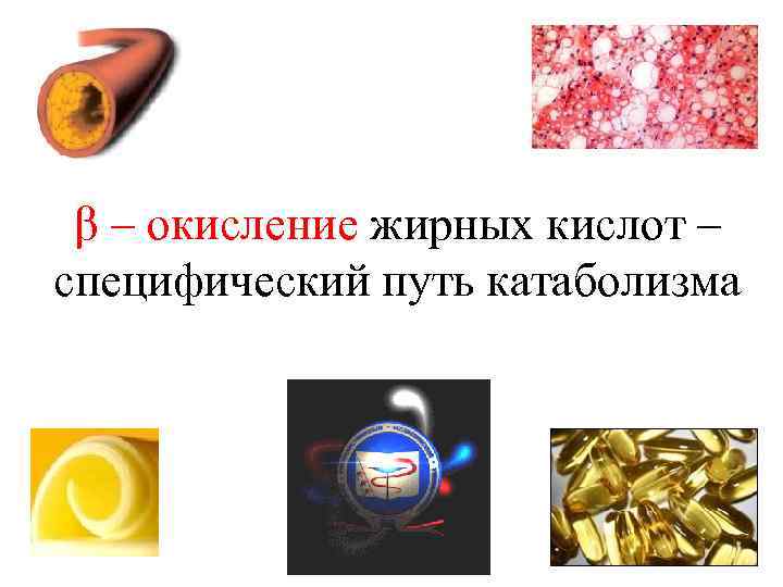  β – окисление жирных кислот – специфический путь катаболизма 