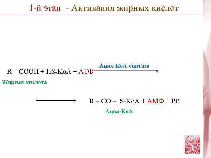   1 -й этап - Активация жирных кислот     