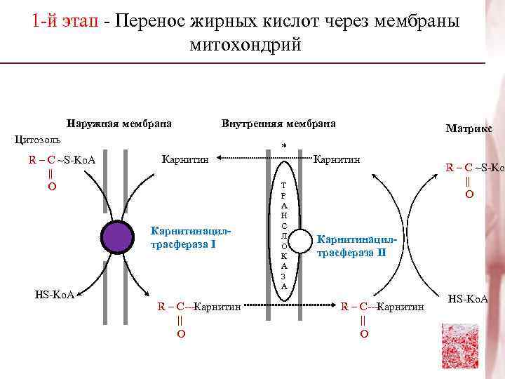  1 -й этап - Перенос жирных кислот через мембраны    