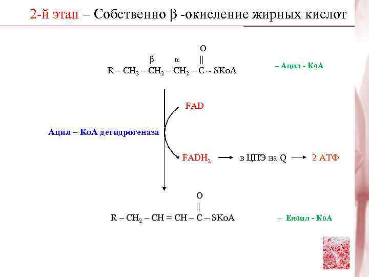 2 -й этап – Собственно β -окисление жирных кислот     