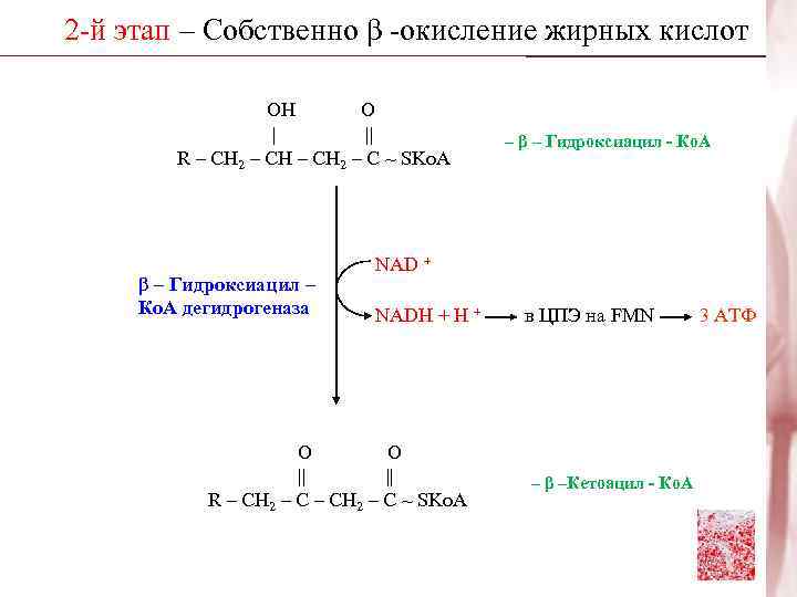 2 -й этап – Собственно β -окисление жирных кислот    ОН 