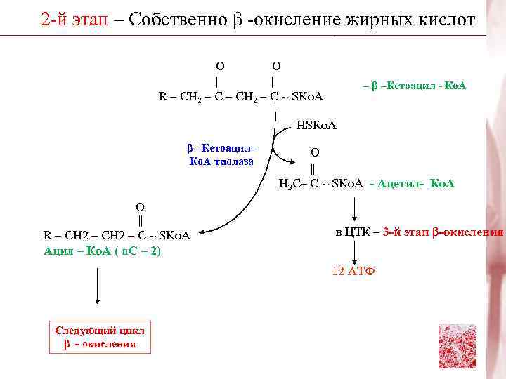 2 -й этап – Собственно β -окисление жирных кислот     О