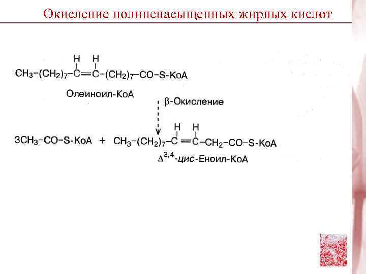 Окисление полиненасыщенных жирных кислот 