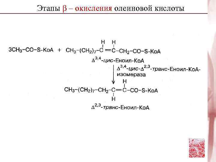 Олеиновая кислота состав