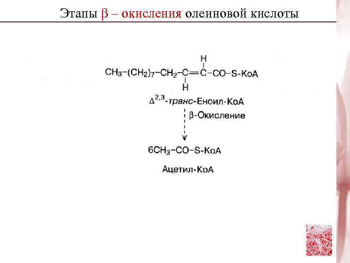 Этапы β – окисления олеиновой кислоты 