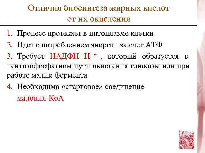  Отличия биосинтеза жирных кислот    от их окисления 1. Процесс протекает