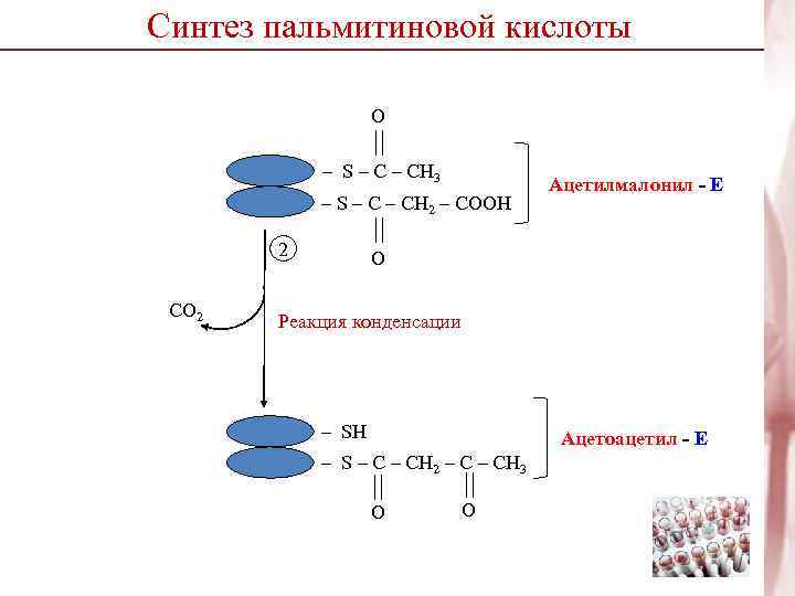 Синтез пальмитиновой кислоты    O   – S – CH 3