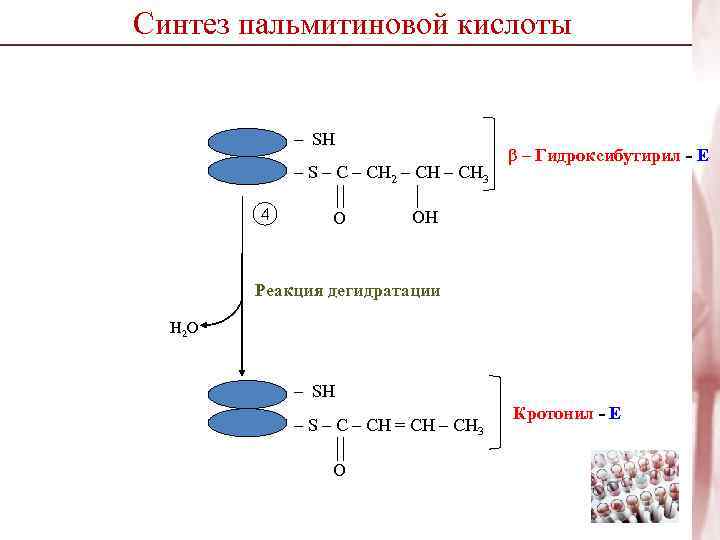 Синтез пальмитиновой кислоты    – SH    β – Гидроксибутирил