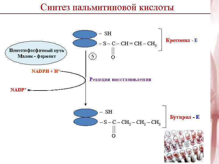   Синтез пальмитиновой кислоты     – SH   