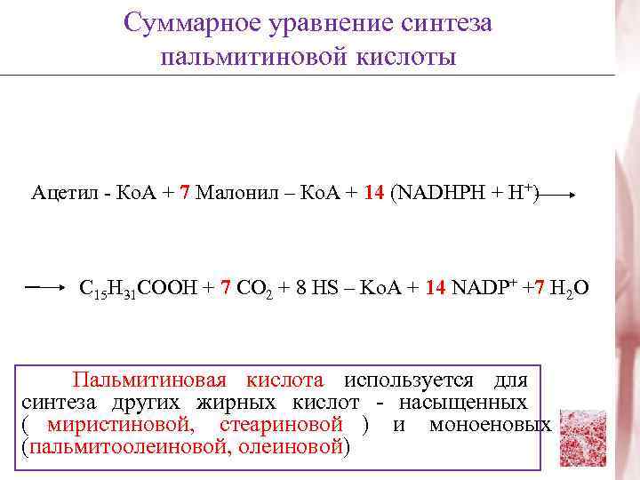   Суммарное уравнение синтеза  пальмитиновой кислоты  Ацетил - Ко. А +