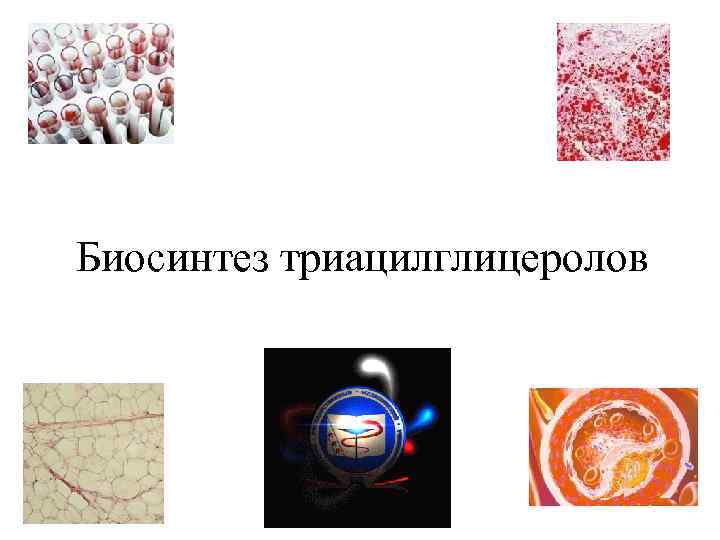 Биосинтез триацилглицеролов 