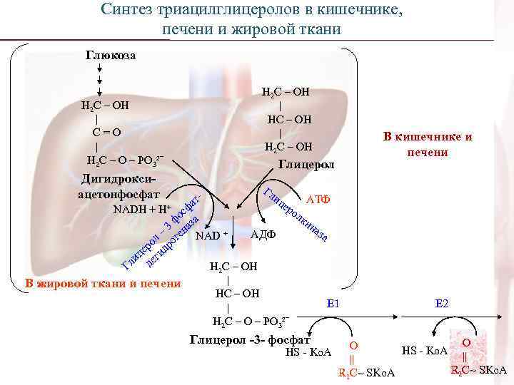     Синтез триацилглицеролов в кишечнике,     печени и