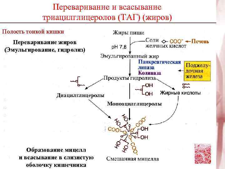     Переваривание и всасывание   триацилглицеролов (ТАГ) (жиров) Полость тонкой