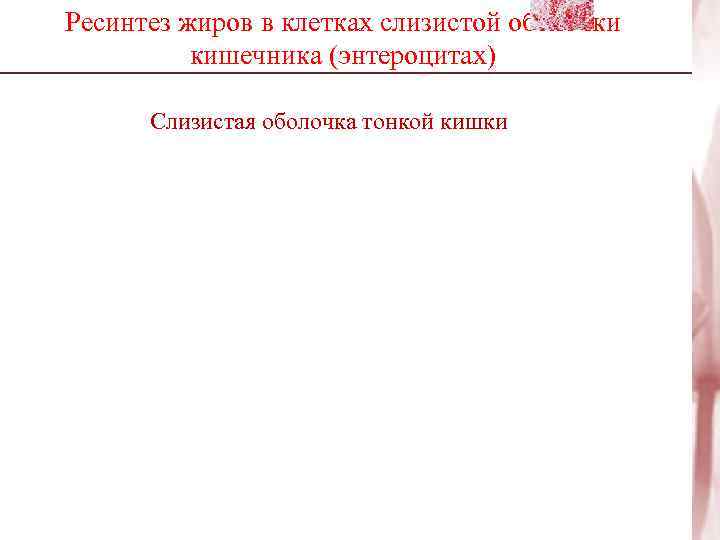 Ресинтез жиров в клетках слизистой оболочки  кишечника (энтероцитах)  Слизистая оболочка тонкой кишки
