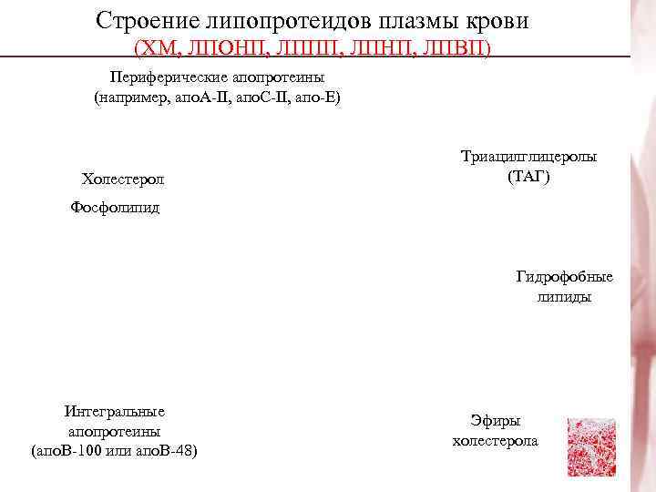   Строение липопротеидов плазмы крови   (ХМ, ЛПОНП, ЛППП, ЛПНП, ЛПВП) 