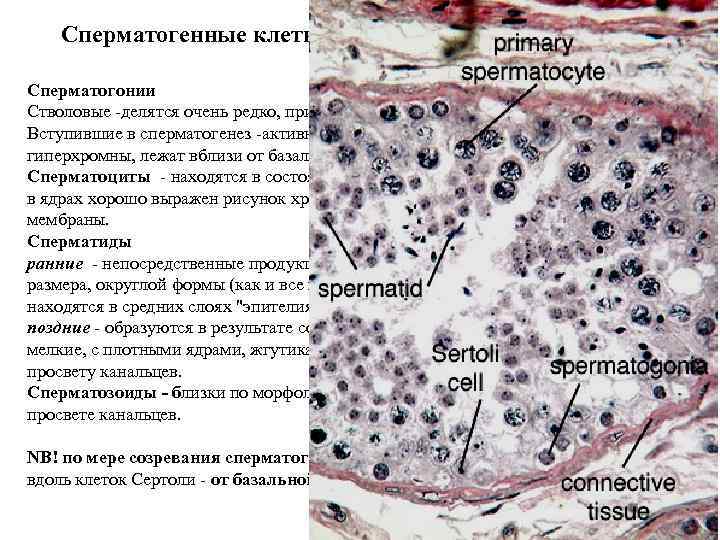 Сперматогенные клетки на разных стадиях созревания Сперматогонии Стволовые -делятся очень редко, Сперматогенные клетки на разных стадиях созревания Сперматогонии Стволовые -делятся очень редко,