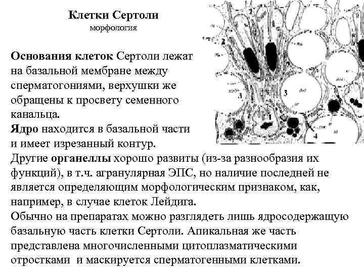 Клетки Сертоли морфология Основания клеток Сертоли лежат на Клетки Сертоли морфология Основания клеток Сертоли лежат на