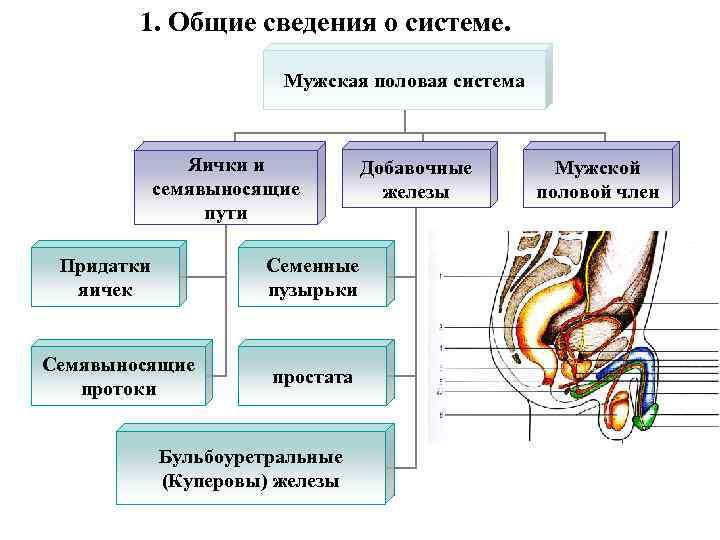 1. Общие сведения о системе. Мужская половая 1. Общие сведения о системе. Мужская половая