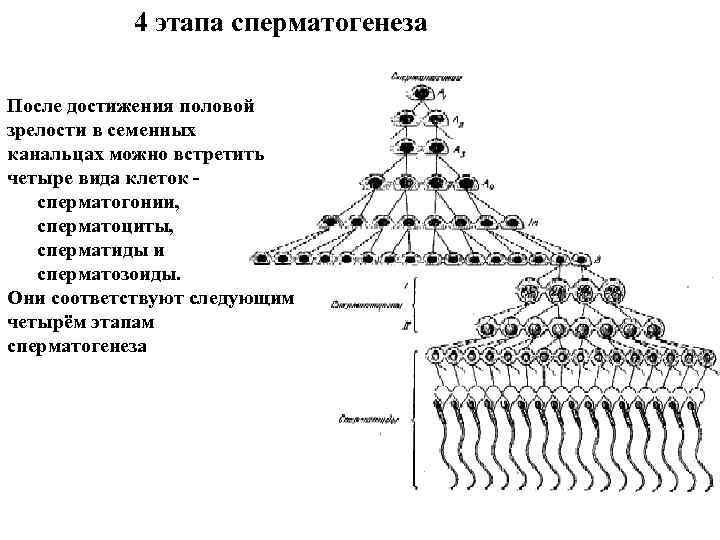 4 этапа сперматогенеза После достижения половой зрелости в семенных канальцах можно 4 этапа сперматогенеза После достижения половой зрелости в семенных канальцах можно