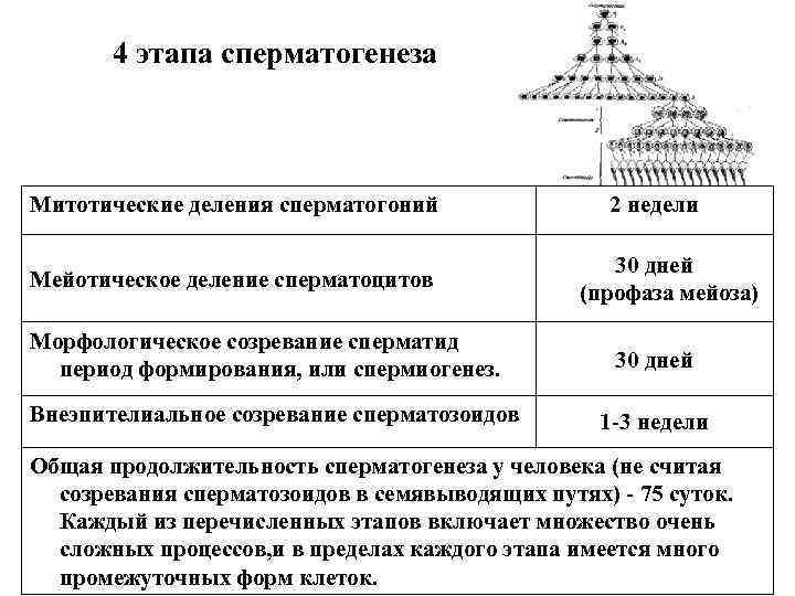 Этапы сперматогенеза. Этапы деления сперматогенеза. Продолжительность деления сперматогенеза. Продолжительность стадий сперматогенеза. Сперматогенез фазы деления.