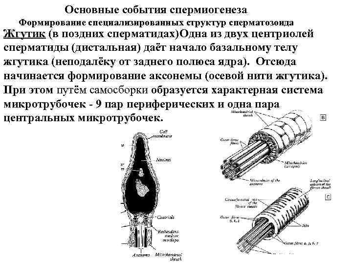 Химический состав жгутика