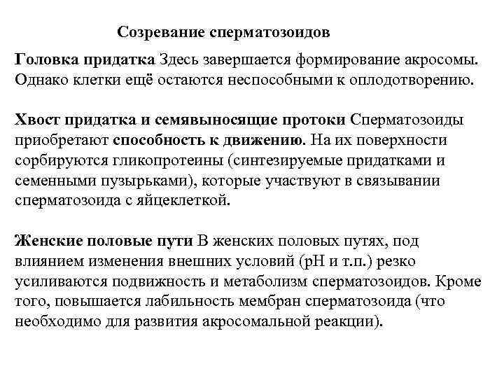 Созревание сперматозоидов Головка придатка Здесь завершается формирование акросомы. Однако клетки ещё Созревание сперматозоидов Головка придатка Здесь завершается формирование акросомы. Однако клетки ещё