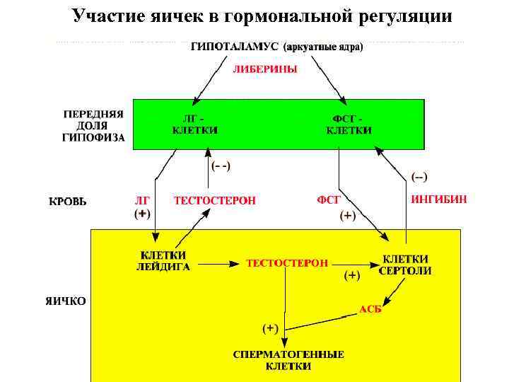 Участие яичек в гормональной регуляции Участие яичек в гормональной регуляции