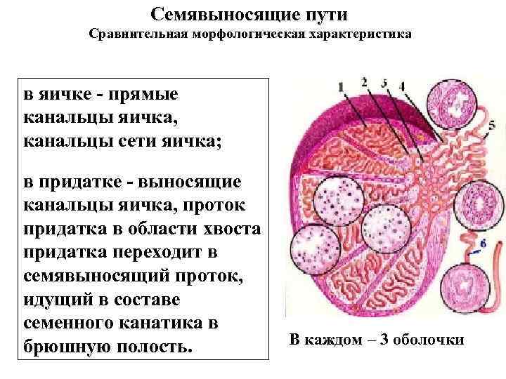 Семявыносящие пути Сравнительная морфологическая характеристика в яичке - Семявыносящие пути Сравнительная морфологическая характеристика в яичке -