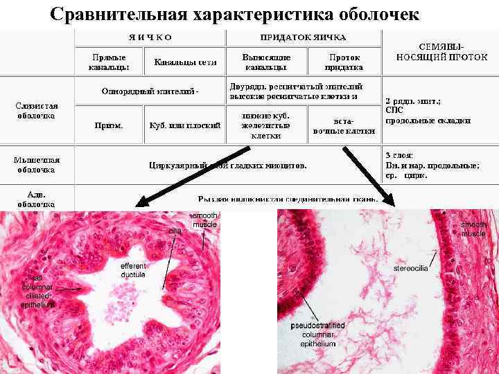 Сравнительная характеристика оболочек Сравнительная характеристика оболочек