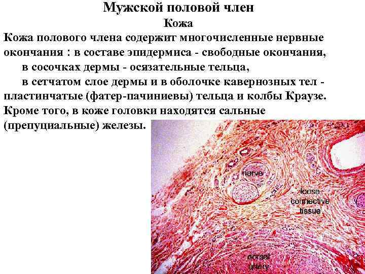 Мужской половой член Кожа полового члена Мужской половой член Кожа полового члена