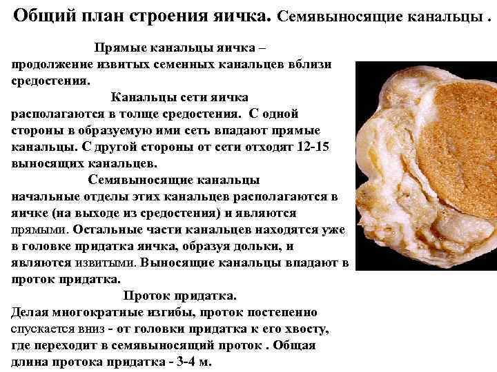 Общий план строения яичка. Семявыносящие канальцы. Прямые канальцы яичка – продолжение Общий план строения яичка. Семявыносящие канальцы. Прямые канальцы яичка – продолжение