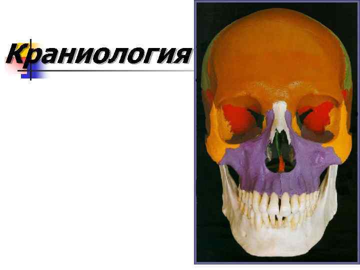 Краниология 