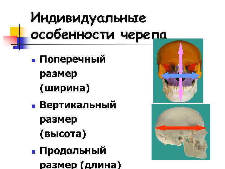 Индивидуальные особенности черепа n  Поперечный размер (ширина) n  Вертикальный размер (высота) n