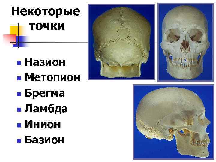 Нашли некоторые точки. ИНИОН череп. Точки на черепе. ИНИОН точка на черепе.