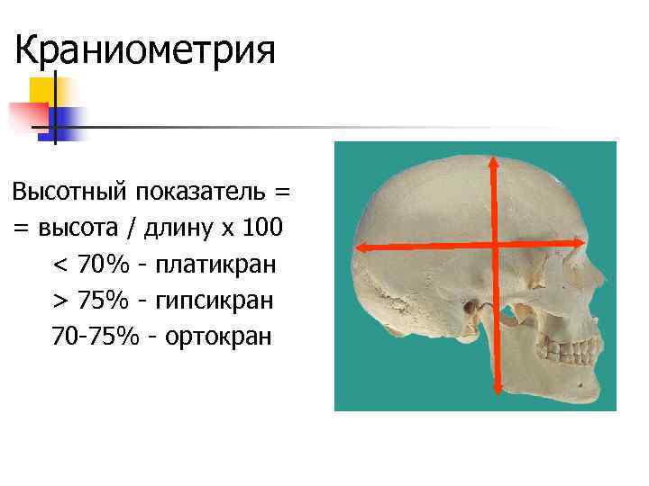 Поперечный диаметр