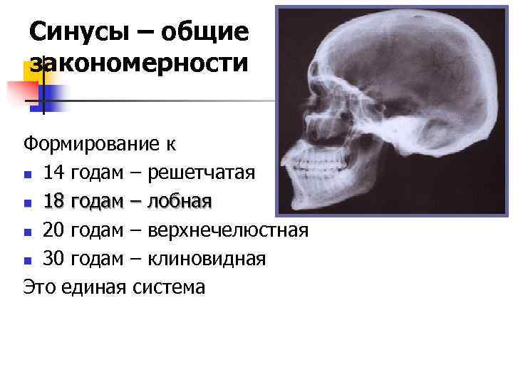 Синусы – общие закономерности  Формирование к n 14 годам – решетчатая n 18