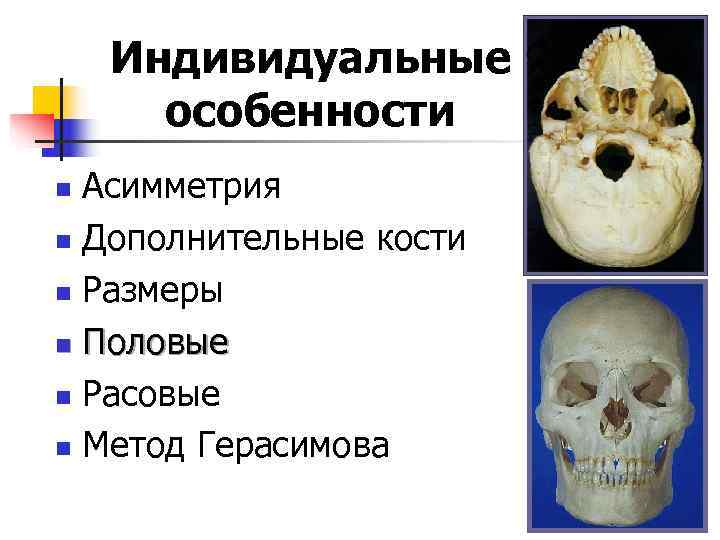   Индивидуальные  особенности n Асимметрия n Дополнительные кости n Размеры n Половые