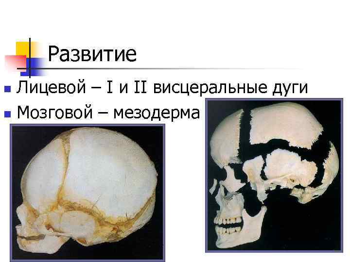  Развитие n Лицевой – I и II висцеральные дуги n Мозговой – мезодерма
