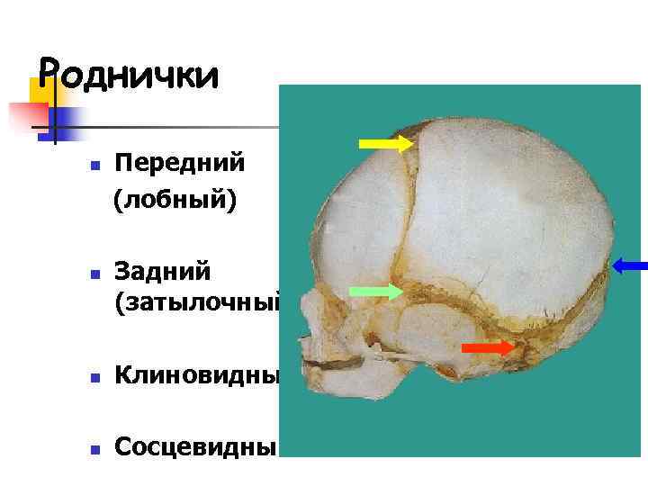 Роднички  n  Передний  (лобный)  n  Задний  (затылочный) 