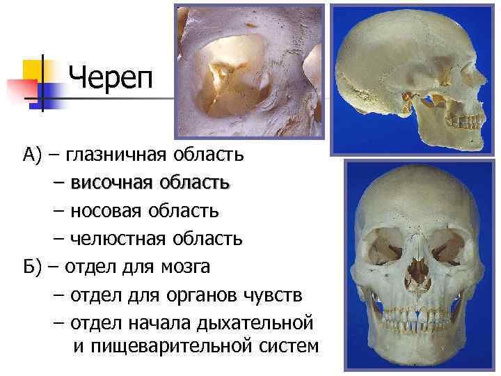   Череп А) – глазничная область – височная область – носовая область –