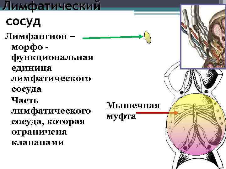 Анатомия лимфатической системы презентация