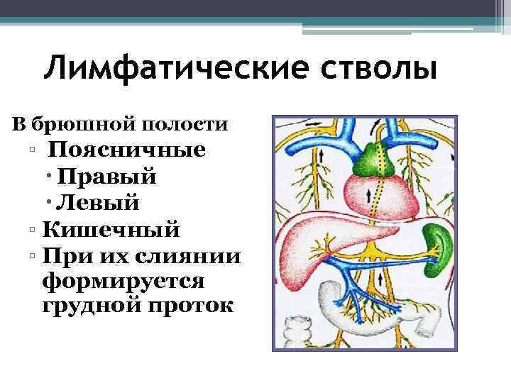 Анатомия лимфатической системы презентация