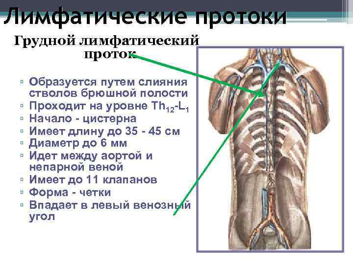 Лимфатическая система картинки анатомия