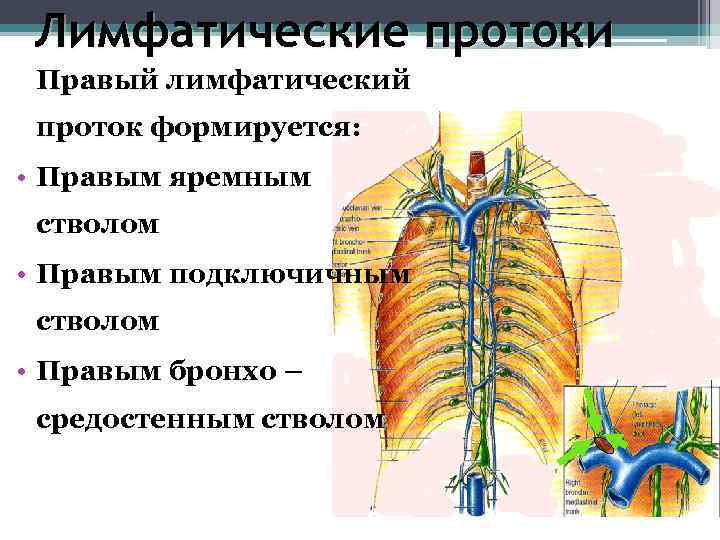 Лимфатическая система человека фото