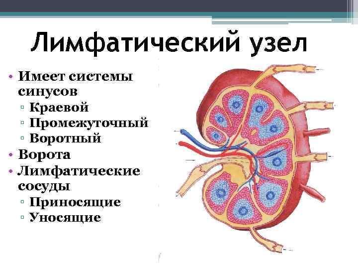 Лимфатическая система картинки анатомия